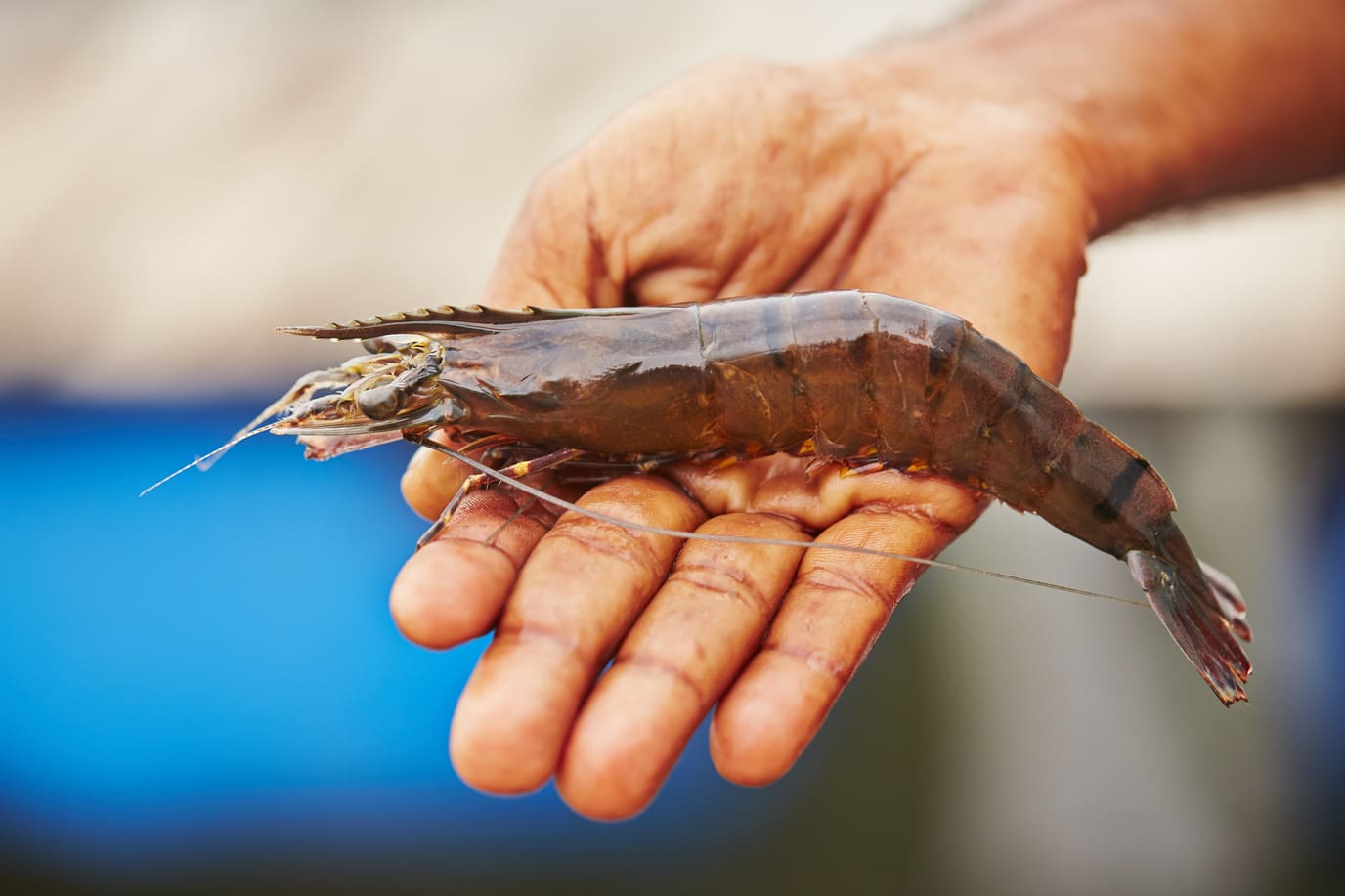 Udang